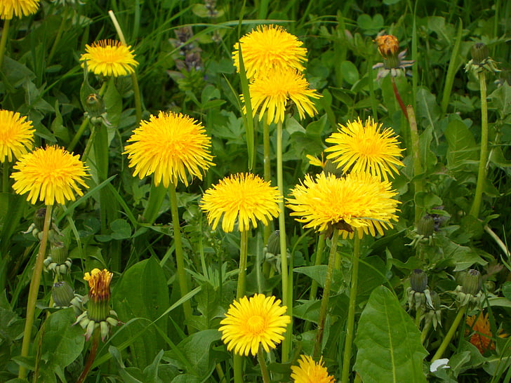diente de León, Prado, primavera, flores, amarillo, cerrar, flor amarilla