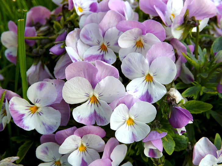 viooltje, bloem, MOV, wit, plant