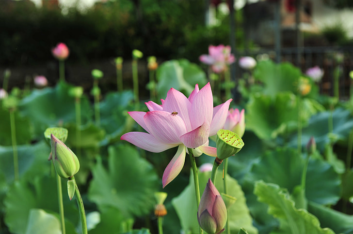 Pink lotus, buah, biji teratai, Lotus, elegan, konsepsi artistik, daun Lotus