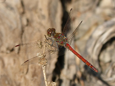 Dragonfly, annulata trithemis, Jeg odonado, bevinget insekter, gren