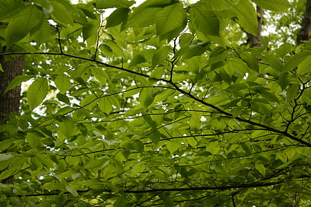 verde, árvore, folhas, folha, natureza, natural, planta