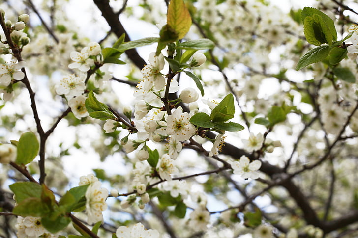 třešeň, Bloom, bílá, květiny, bílé květy, Příroda