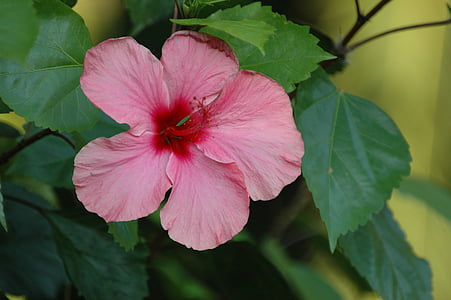 flower, hibiscus, tropical, nature, plant, summer, pink