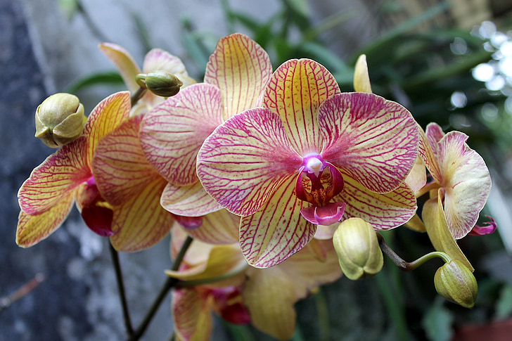 Orchid, Veracruz, Mexico, natur, anlegget, blomst, Orchidaceae