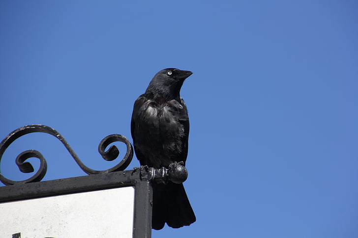 Allike, Black raven, Irland, Sky, Raven, Crow, sort