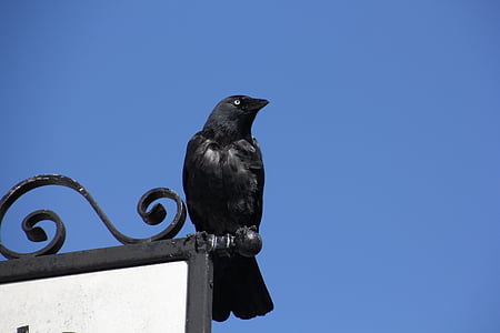 jackdaw, black raven, ireland, sky, raven, crow, black
