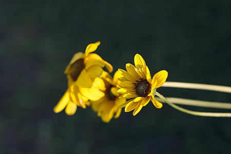 Bloom, Flora, kukka, Puutarha, kasvi, keltainen, hauraus