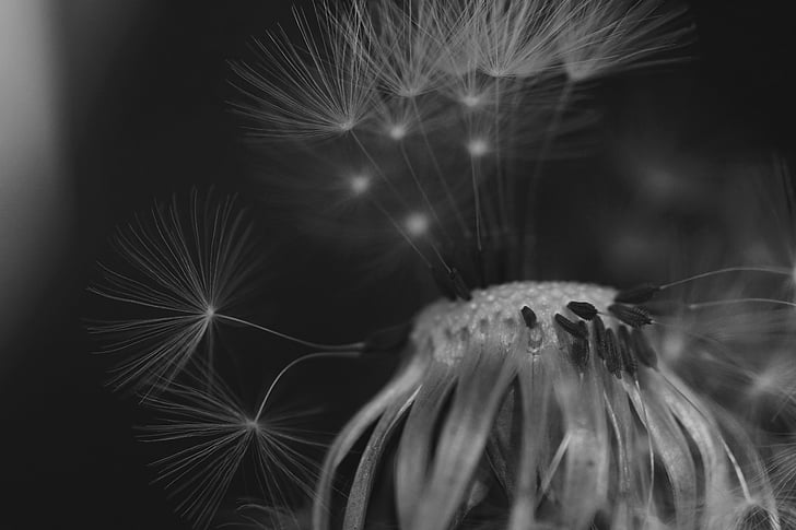 dandelion, black and white, close, seeds, no people, close-up, one animal