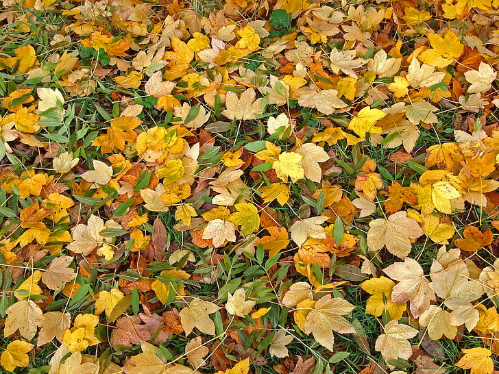 jeseni, listi, padec listje