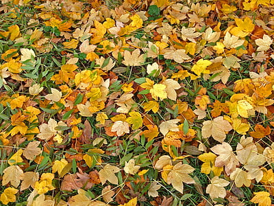 musim gugur, daun, dedaunan jatuh