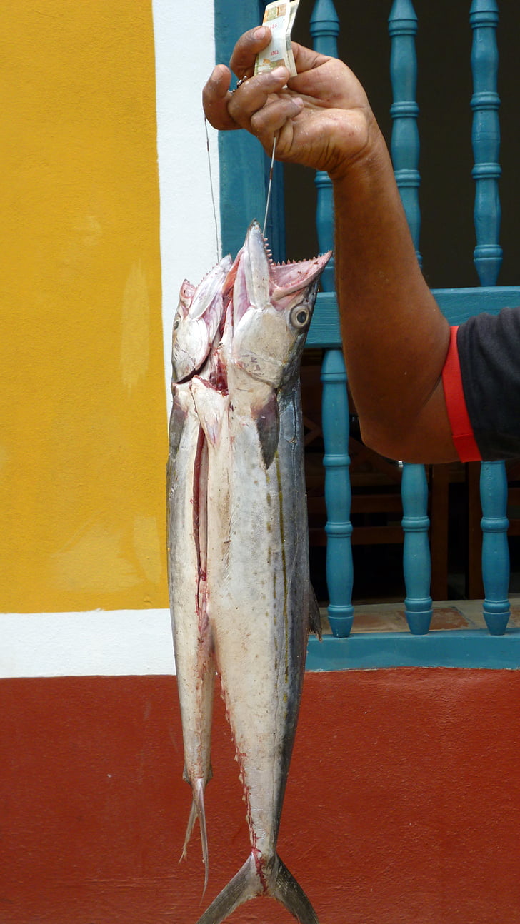 riba, ribolov, životinja, Kuba