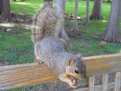 squirrel, nut, bench, close-up, fur, tail, cute