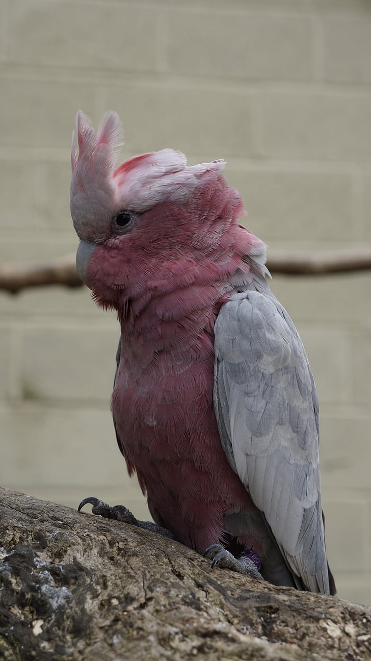 papagoi, roosa, loodus, lind, üks loom, roosa värv, Suurendus: