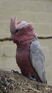 papagailis, rozā, daba, putns, vienam dzīvniekam, rozā krāsa, tuvplāns