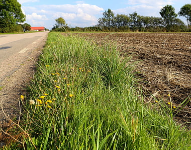 road, country, go, grass, weeds, roads