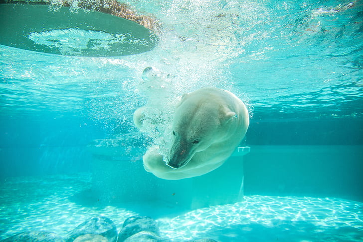 animal, urso polar, debaixo d'água, água