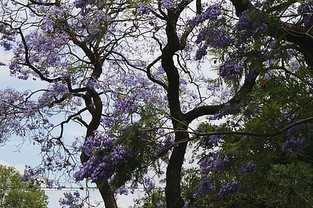 tree, jakaranda, curvy, winding branches, flowers, purple, clusters