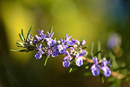 rosmarin, blomst, Provence, Violet, grøn, natur