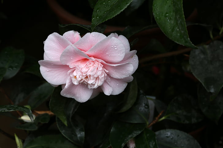 blommor, Camellia, rajec jestrebi