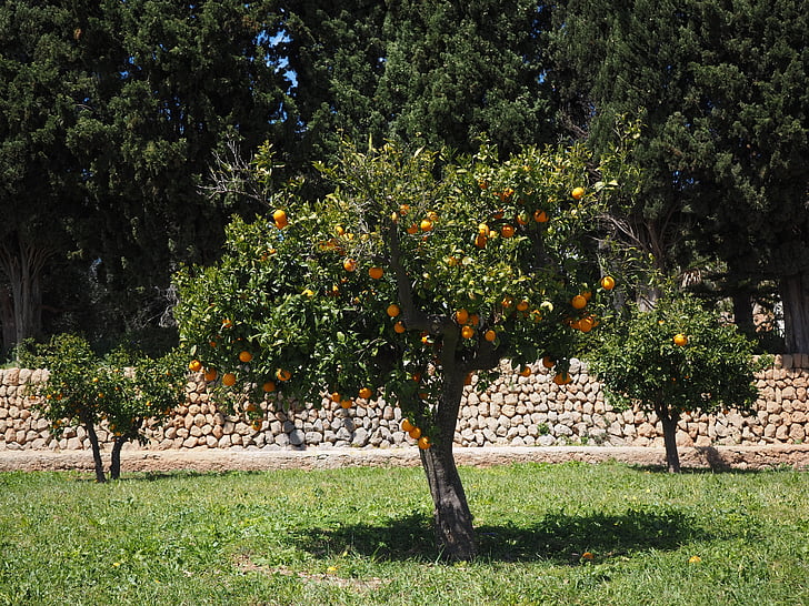 appelsiinipuu, Orange grove, Plantation, orangengargen, oranssi baumgarten, appelsiinit, loki