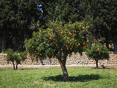orange træ, orange grove, plantage, orangengargen, orange baumgarten, appelsiner, Log