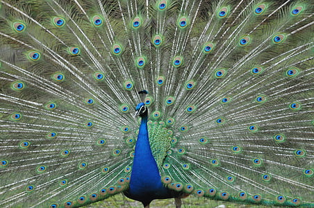 Peacock, verenkleed, Pauwenveren, Kleur, vogel, wiel