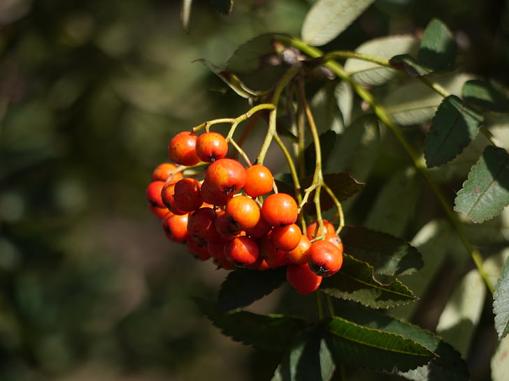 bær, Rowan, sæson, rød, plante, moden, efterår