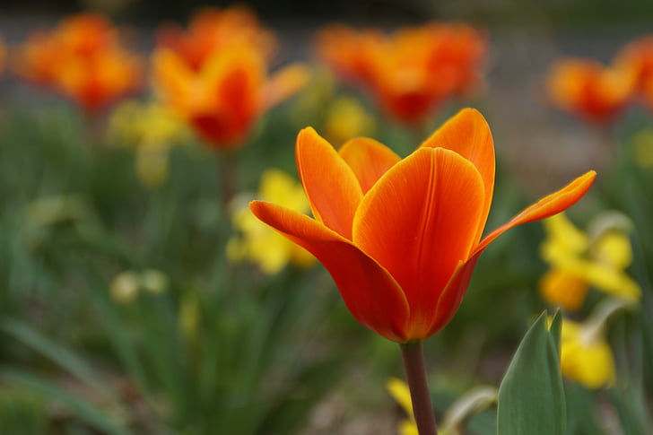 květ, oranžová, červená, jaro, závod, květ, Bloom