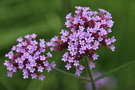 umbel, flower, violet, thyme, nature, purple, plant