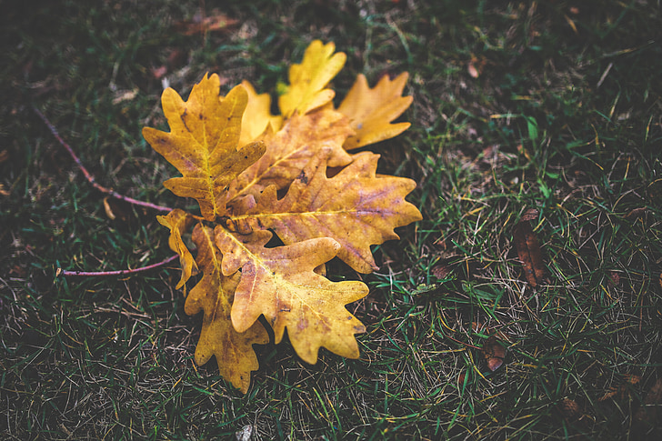 jeseni, padec, hrast, listi, rumena, oranžna