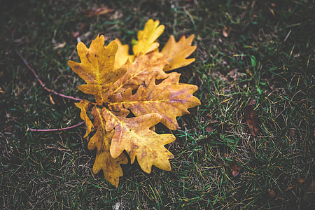 autumn, fall, oak, leaves, yellow, orange