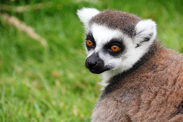 lemur, monkey, madagascar, animal, mammal, primate, wildlife