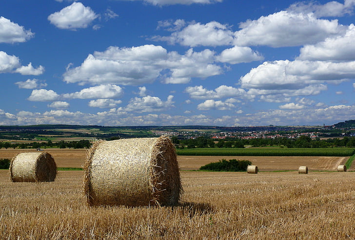 hay bales, harvest, agriculture, field, landscape, straw, straw bales