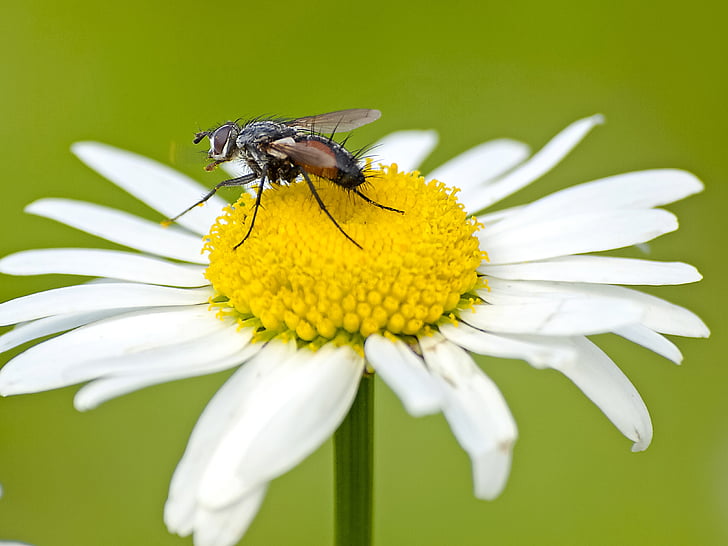 Fly, hmyz, zvíře, Příroda