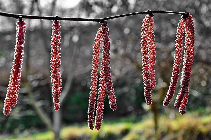 spring, hazel, nature, red, hanging, food and drink, seafood