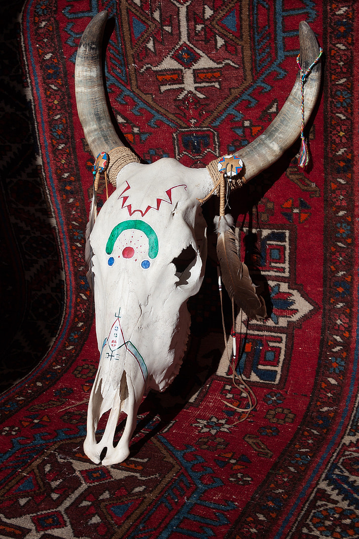crâne, viande bovine, peint, Corne, osseuse, crâne de bovin, squelette