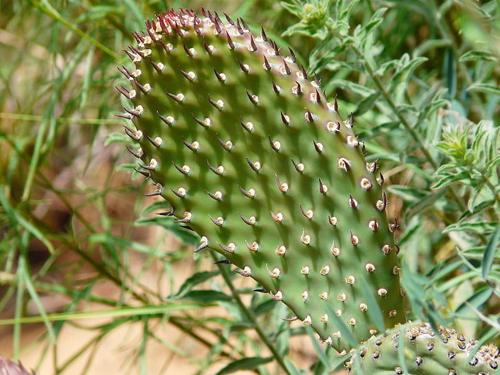 Cactus, Anläggningen, Flora, STING, taggig, naturen, Thorn