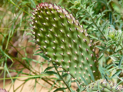 cactus, planta, flora, picada, Espinosa, natura, espina