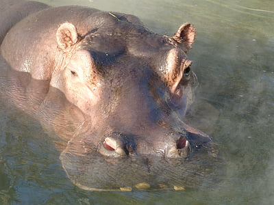 hippopotame, immergée, eau, mammifère, dur, grande, massive