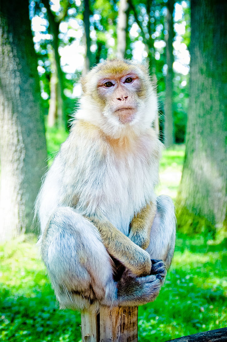 barbary ape, mahogany, makake, macaque species, monkey, old world monkey relatives, primate