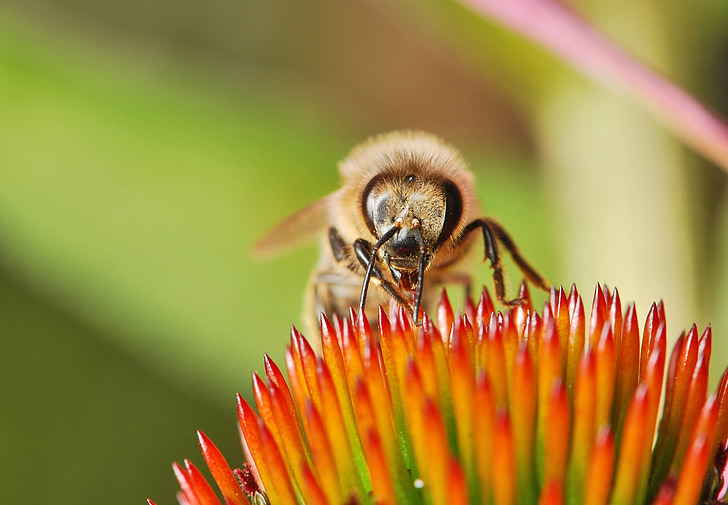Bee, bloem, insect, hommel, stuifmeel, macro, Closeup