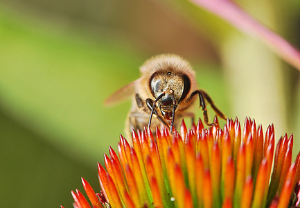 пчела, цвете, насекоми, пчела, цветен прашец, макрос, едър план