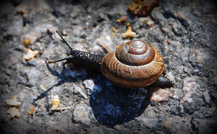 snail, summer, tarmac, brown, nature, animal
