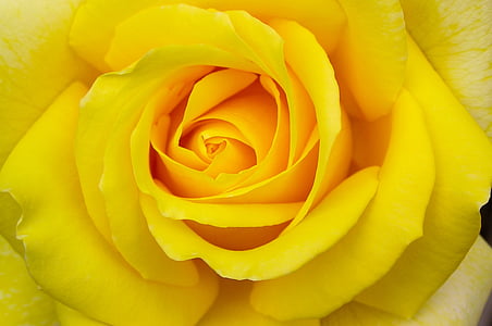 Rosa, groc, flor, flor, macro, flor d'estiu