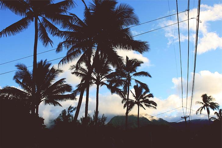 nucă de cocos, copaci, Ziua, timp, palmieri, albastru, cer