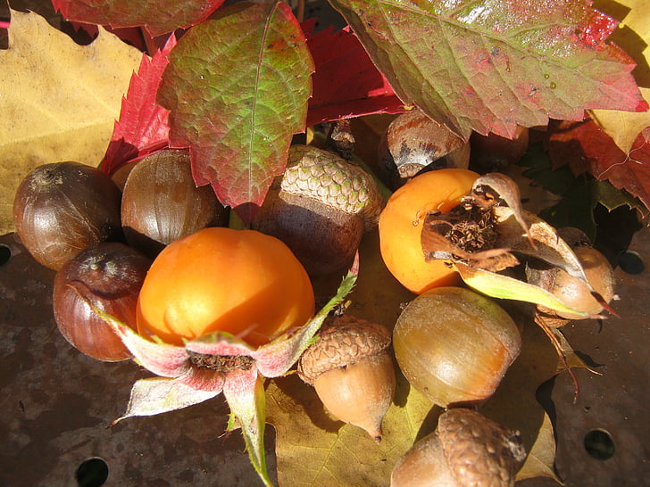 vaisiai, gilės, atsirasti, Ąžuolas, rudenį, apdaila, lapų