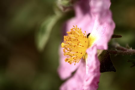 flor, Rosa, imatge de flor, planta, macro, natura, flor rosa
