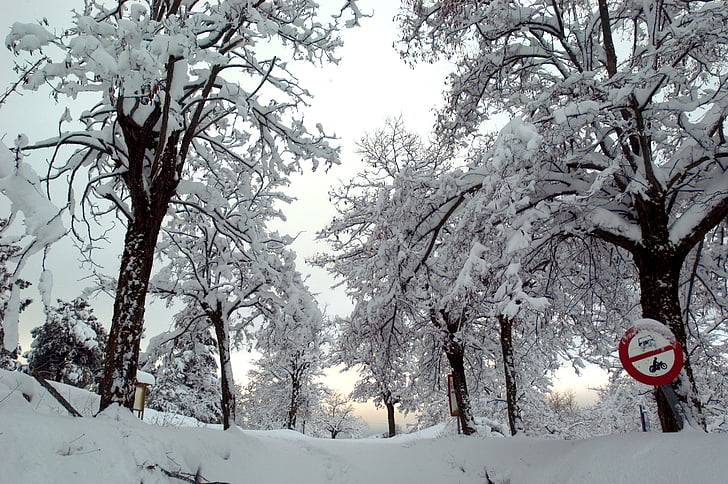 snijeg, LED, ledena, bijeli, stabla, signali, Zima