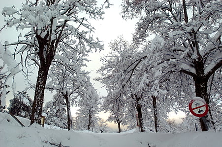 sneh, ľad, ľadovej, biela, stromy, signály, zimné