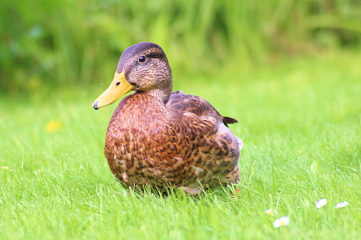 duck, mallard, nature, water bird, plumage, meadow